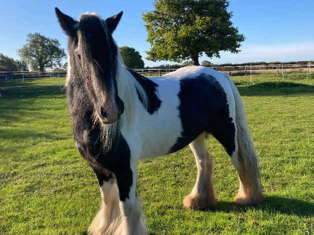 12.3hh Traditional Gypsy Cob Mare | in Goole, East Riding Of Yorkshire ...