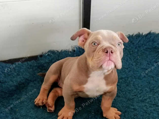 Bully and english bulldog hot sale mix