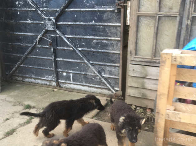 German Shepherd Black Over Tan Long Coat Puppies Ready For Forever