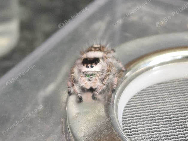 Female Bahamas Regal Jumping Spider in Bicester on Freeads Classifieds ...