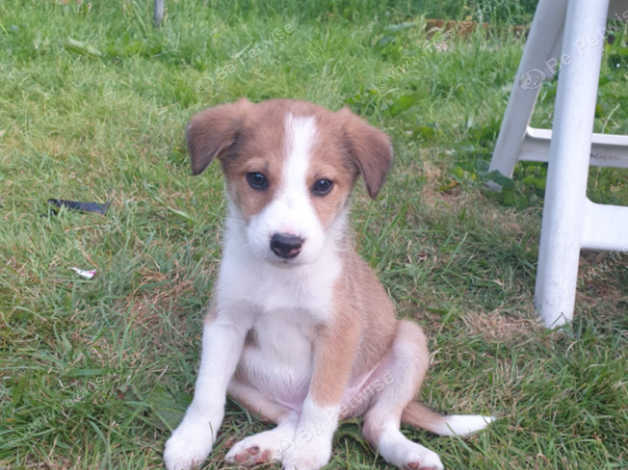 White store collie puppies