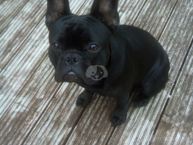 french bulldogs for sale in south yorkshire