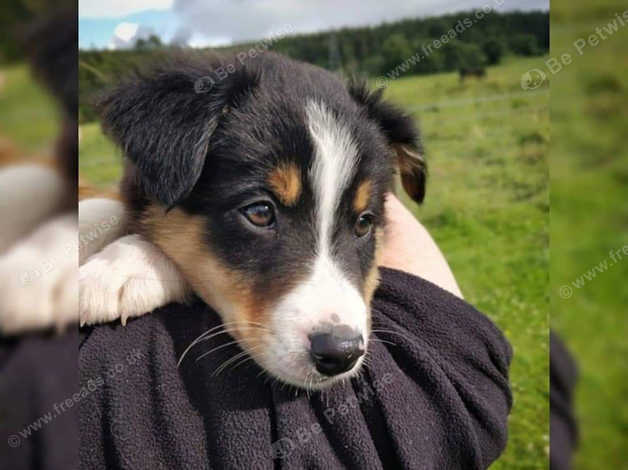 Border collie sale huntaway