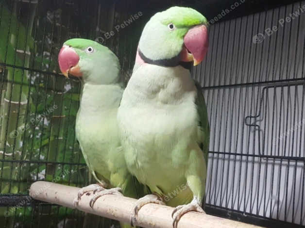 Alexandrine Breeding Pair For Sell In Stockton On Tees Ts20 On Freeads Classifieds Parrots 6281