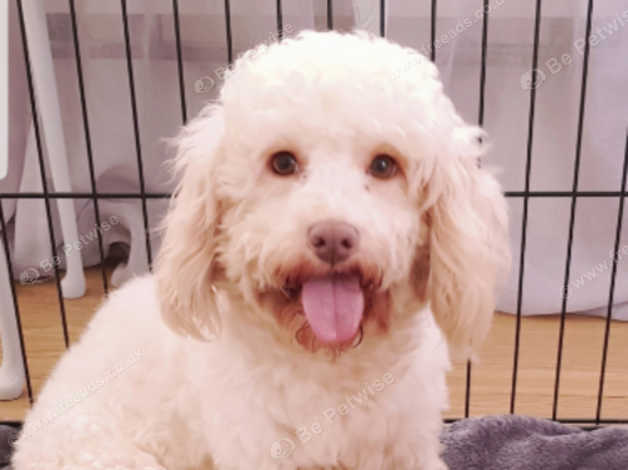 white toy cockapoo