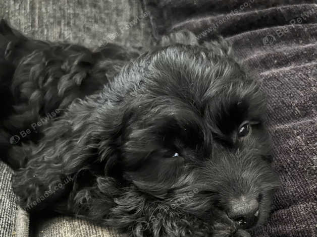 Sproodle / Springerpoo Pups (toy Cross) Only 2 Available Ready To Go in Sproodle / Springerpoo Pups (toy Cross) Only 2 Available Ready To Go in