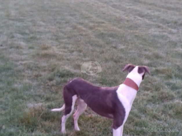 Saluki Bull Greyhound Dog Blue And White In Leeds Ls1 On Freeads