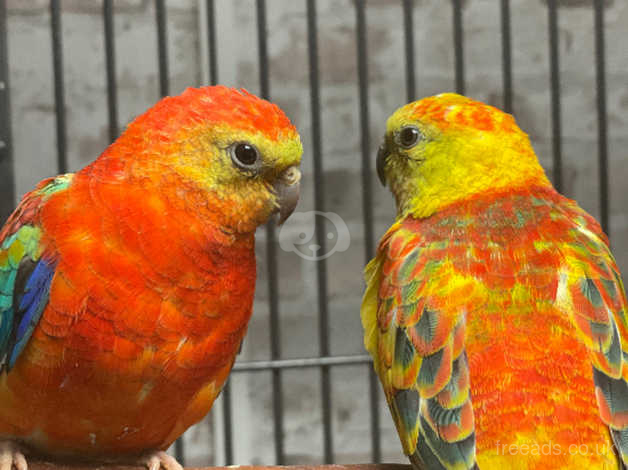 red rump parakeet mutations