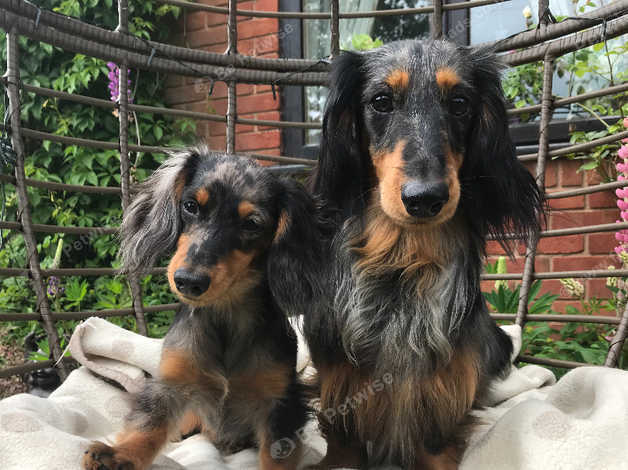 Miniature Dachshund Longhair Female Puppy In Smethwick B67 On