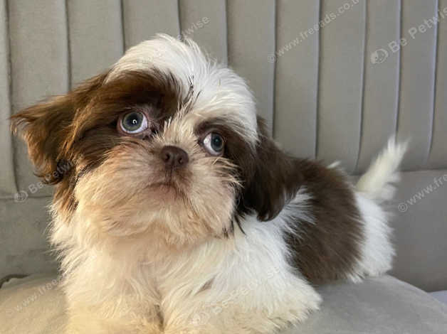 Karashishi imperial shih store tzu