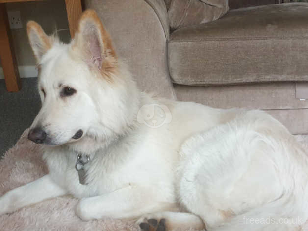 White Long Haired German Shepherd Male In Thame On Freeads Classifieds - German  Shepherds Classifieds