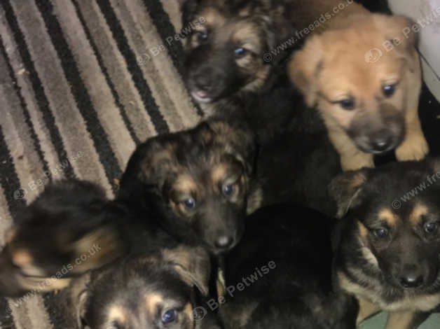 German shepherd lurcher store puppies