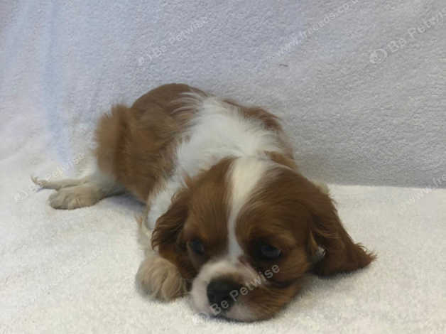 Cavalier King Charles Spaniel Puppy's in Ashford on Freeads Classifieds ...