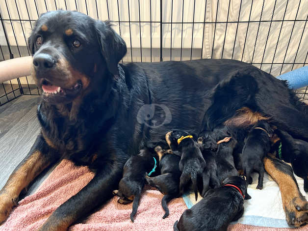 how long is the pregnancy of a rottweiler