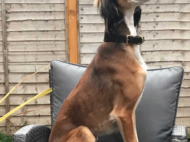 Lurcher Pup In Ferryhill Dl17 On Freeads Classifieds Lurchers
