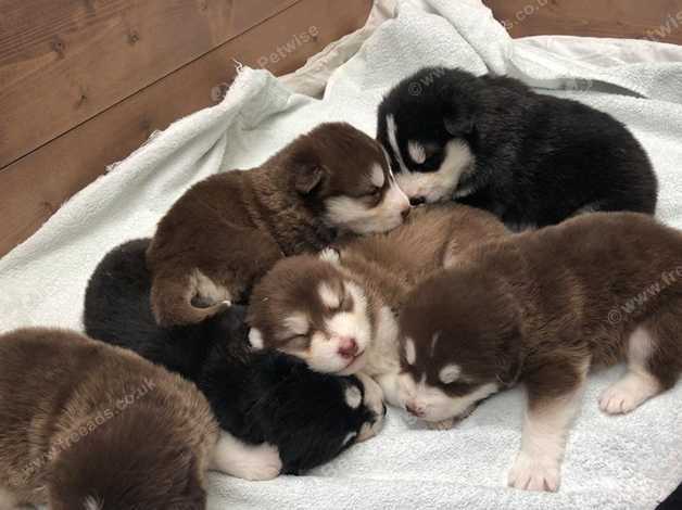 Alaskan Malamute Puppies Kc Reg Ready To Go From 12 4 19 Like