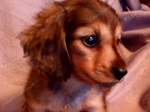 Kc dachshund best sale puppies for sale