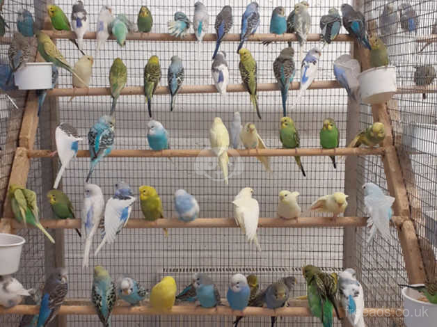 avery for budgies