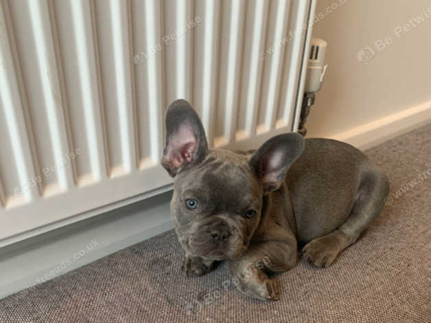 11 week store old french bulldog