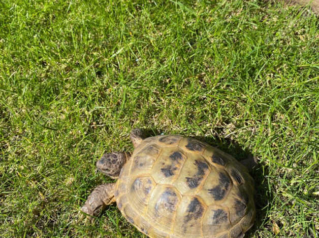 Horsefield Tortoise in Hamilton on Freeads Classifieds - Tortoises ...