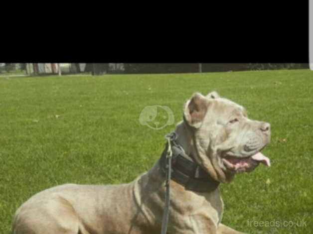 Stunning Cane Corso For Stud Only In Havering Rm5 On Freeads