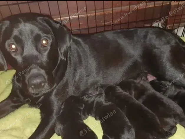 Female black shop lab puppy