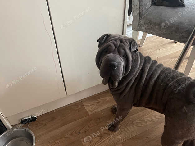 Shar pei best sale x chow chow