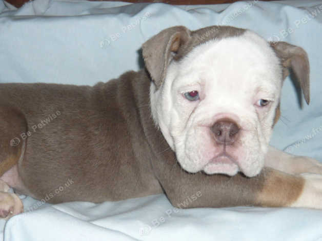 Tri bulldog hot sale puppies