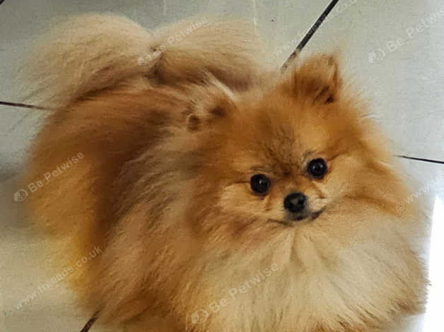 Tiny Teddy Bear Pomeranian Girl in Walsall WS2 on Freeads Classifieds ...