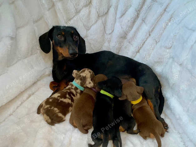 Dachshunds 2024 and babies