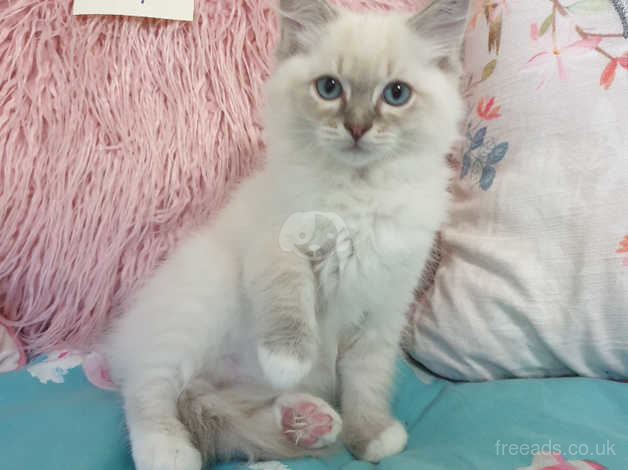 Ragdoll Kitten Mitted Blue Lynx Last Boy In Merthyr Tydfil Cf48 On Freeads Classifieds Ragdolls Classifieds