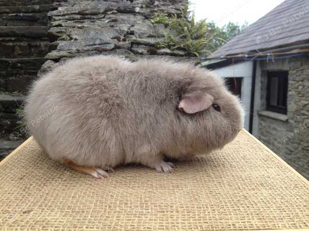 Purebred best sale guinea pigs