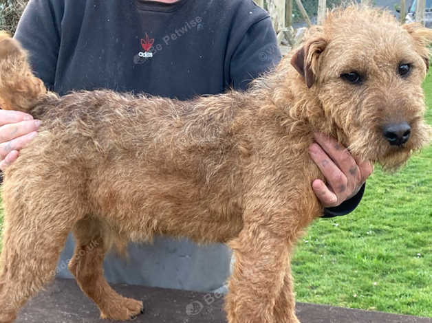 Middleton 2024 lakeland terrier