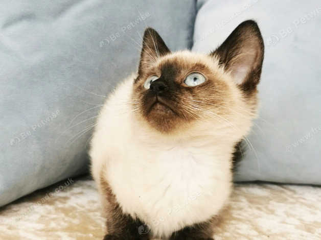 Ragdoll siamese best sale mix price