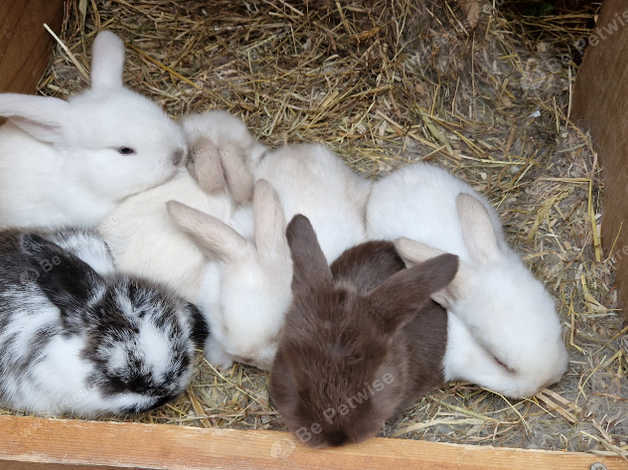 Adorable Baby Mini Lops in Robertsbridge TN32 on Freeads Classifieds ...