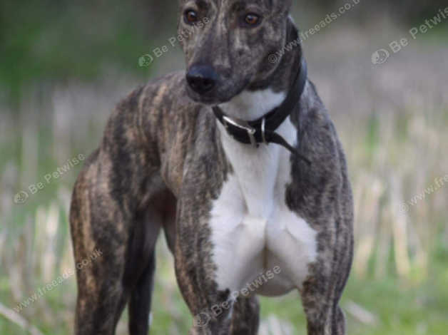 Freeads lurchers best sale