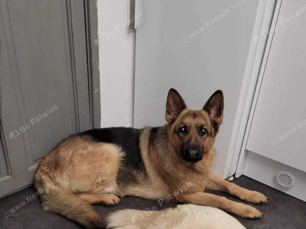 Freeads 2024 german shepherd