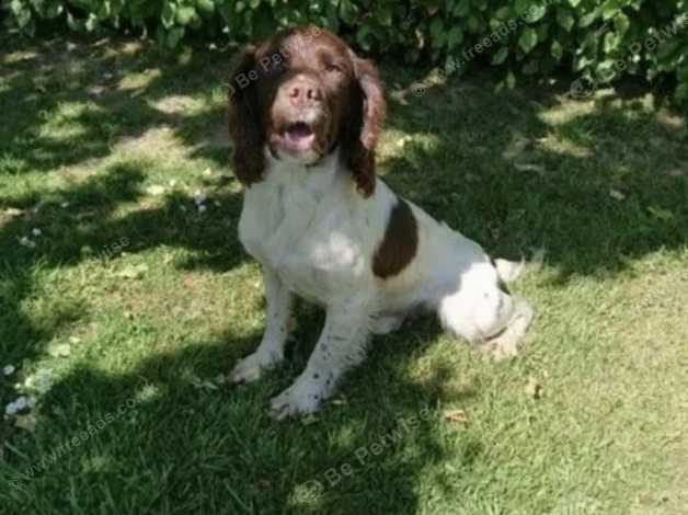 English Springer Spaniel Puppies in Kingston upon Thames KT6 on Freeads ...