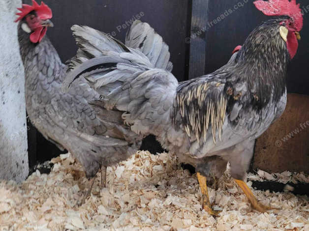 Trio Blue Bantam Leghorns Needing A Home in Durham on Freeads ...