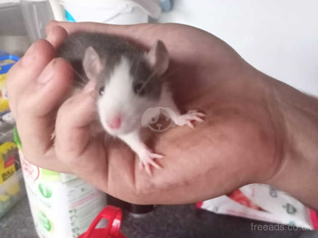 Baby rats deals for sale