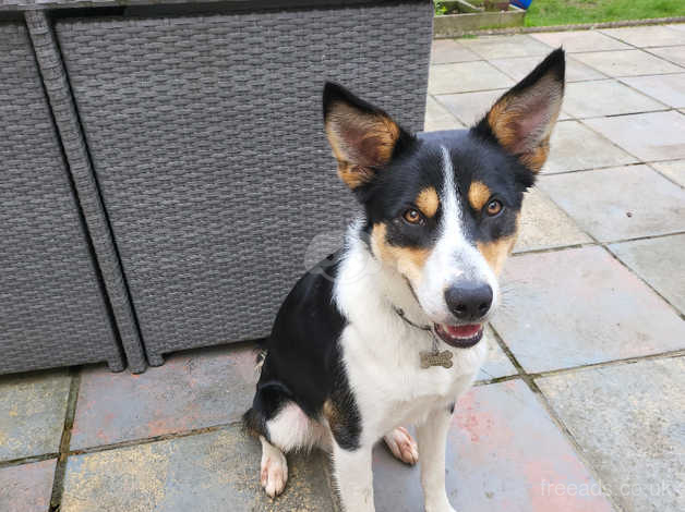 Short haired border outlet collie tri color