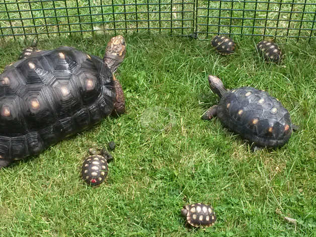Baby Redfoot Tortoises For Sale In Braintree On Freeads