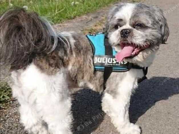 Julius k9 harness shih 2024 tzu