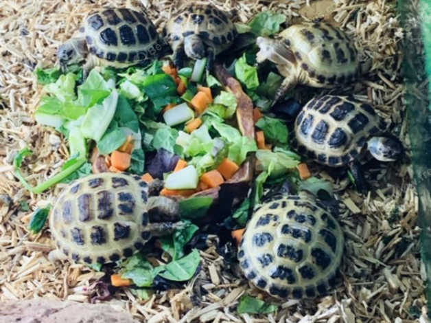 Baby Horsefield Tortoises Ready Now!! In Oldham Ol9 On Freeads 