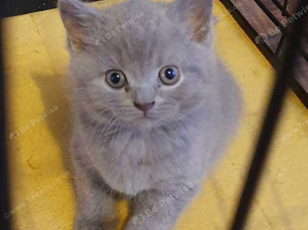 1 Lilac Male Left In Manchester M34 On Freeads Classifieds
