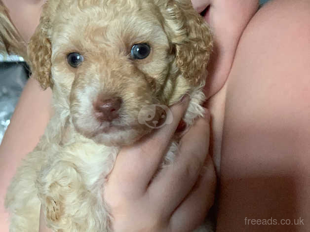 Champagne hotsell toy poodle