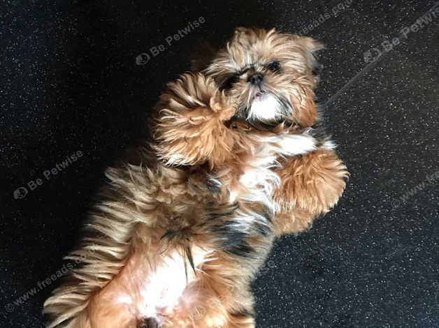 Dobie shih hot sale tzu