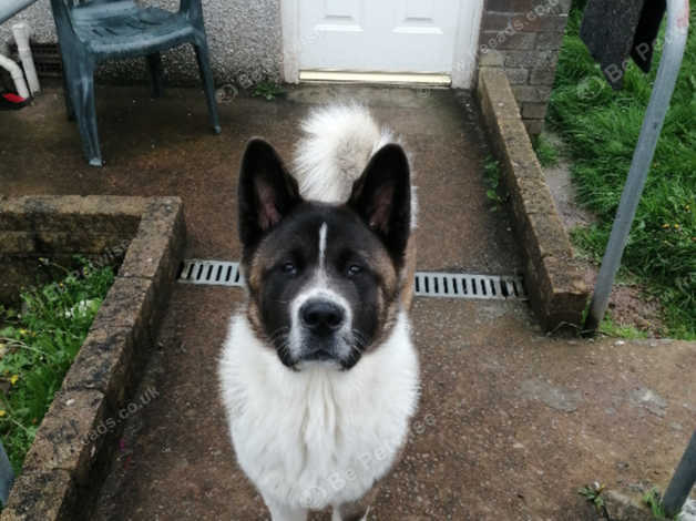6 Month Old Male American Akita in Newport on Freeads Classifieds