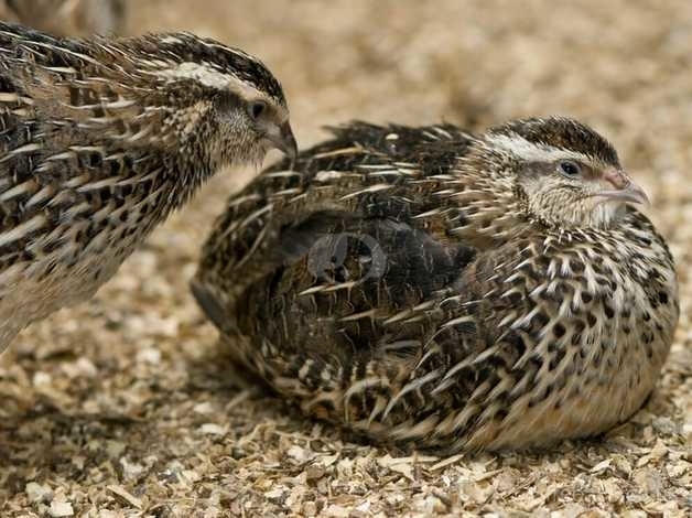 Laying Japanese Quails For Sale, Beautiful Birds In South Birmingham in