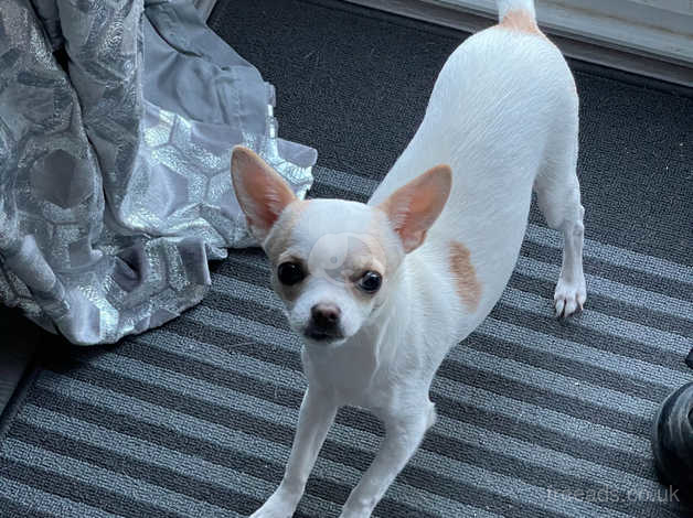 Fawn chihuahuas best sale